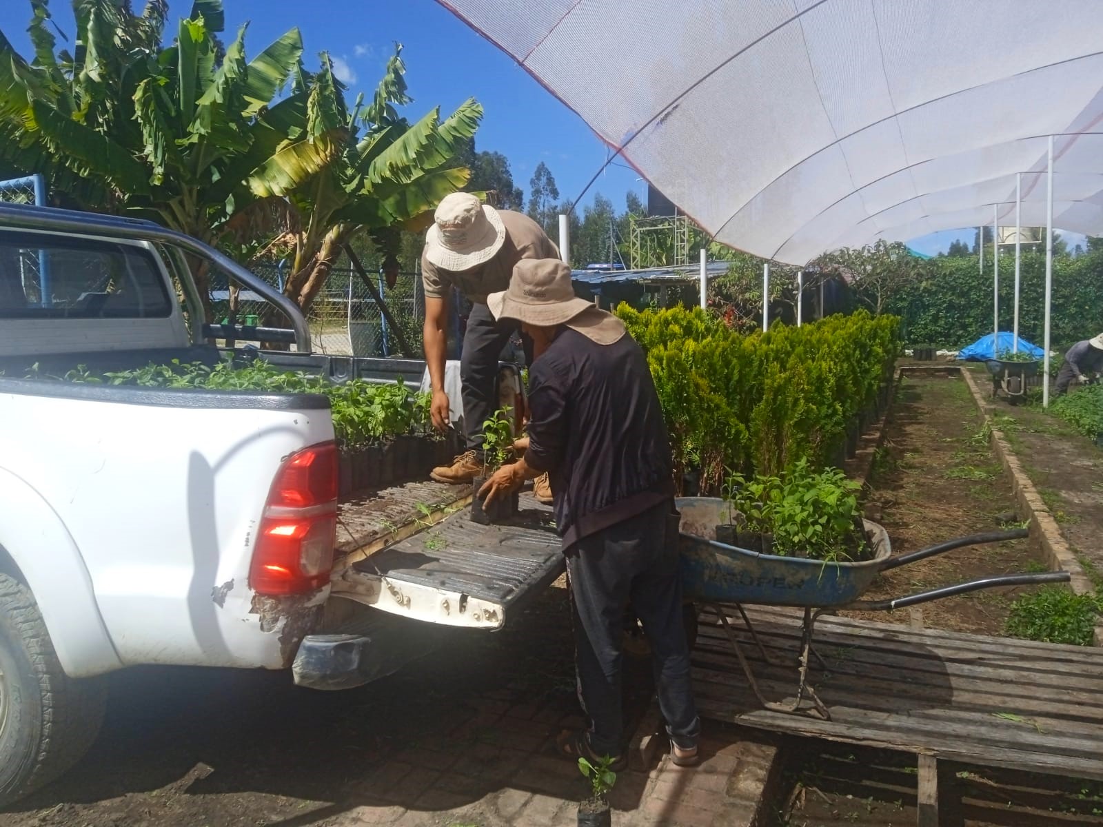 Entrega de plantones de rocoto en Mollepamba