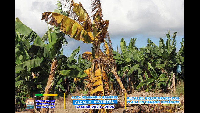 Alcalde preocupado por plaga que afecta al banano orgánico