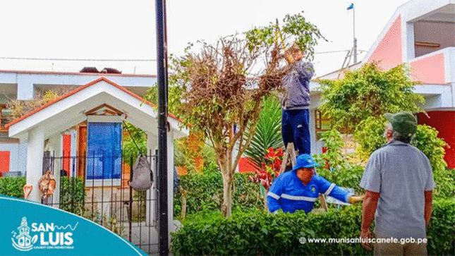 planta