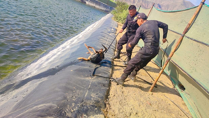 Rescatan perros atrapados en un represa