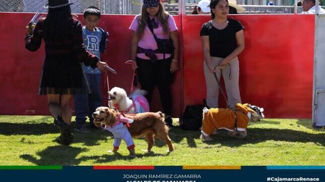 ✅La Municipalidad Provincial de Cajamarca, a través de la Gerencia de Desarrollo Ambiental, organizó con éxito el I Concurso de Disfraces Caninos en la Explanada Qhapaq Ñan, como parte de las festividades del Corpus Christi, celebrado el pasado sábado 1 de junio. Este evento no solo buscaba entretener, sino también sensibilizar sobre la adopción y el cuidado responsable de los perros, promoviendo así una convivencia más respetuosa con los animales.
🗣Con la colaboración de la subgerencia de Gestión Ambiental y diversas asociaciones de protección animal, como Rescate Peludog, Mi Pequeño Hermano y Huellas de Ángel, se logró la participación de más de 40 perros, distribuidos en tres categorías, quienes deslumbraron con sus originales disfraces. Este trabajo conjunto refleja el compromiso de la comunidad en el bienestar de los animales y la lucha contra el maltrato y el abandono.
✅El éxito de esta iniciativa ha impulsado a la Municipalidad Provincial de Cajamarca a continuar con actividades similares a lo largo del año. Además, se planifican campañas de esterilización y adopción canina, consolidando así un enfoque integral en el cuidado de los perros en la ciudad y promoviendo una cultura de responsabilidad y amor hacia las mascotas.
