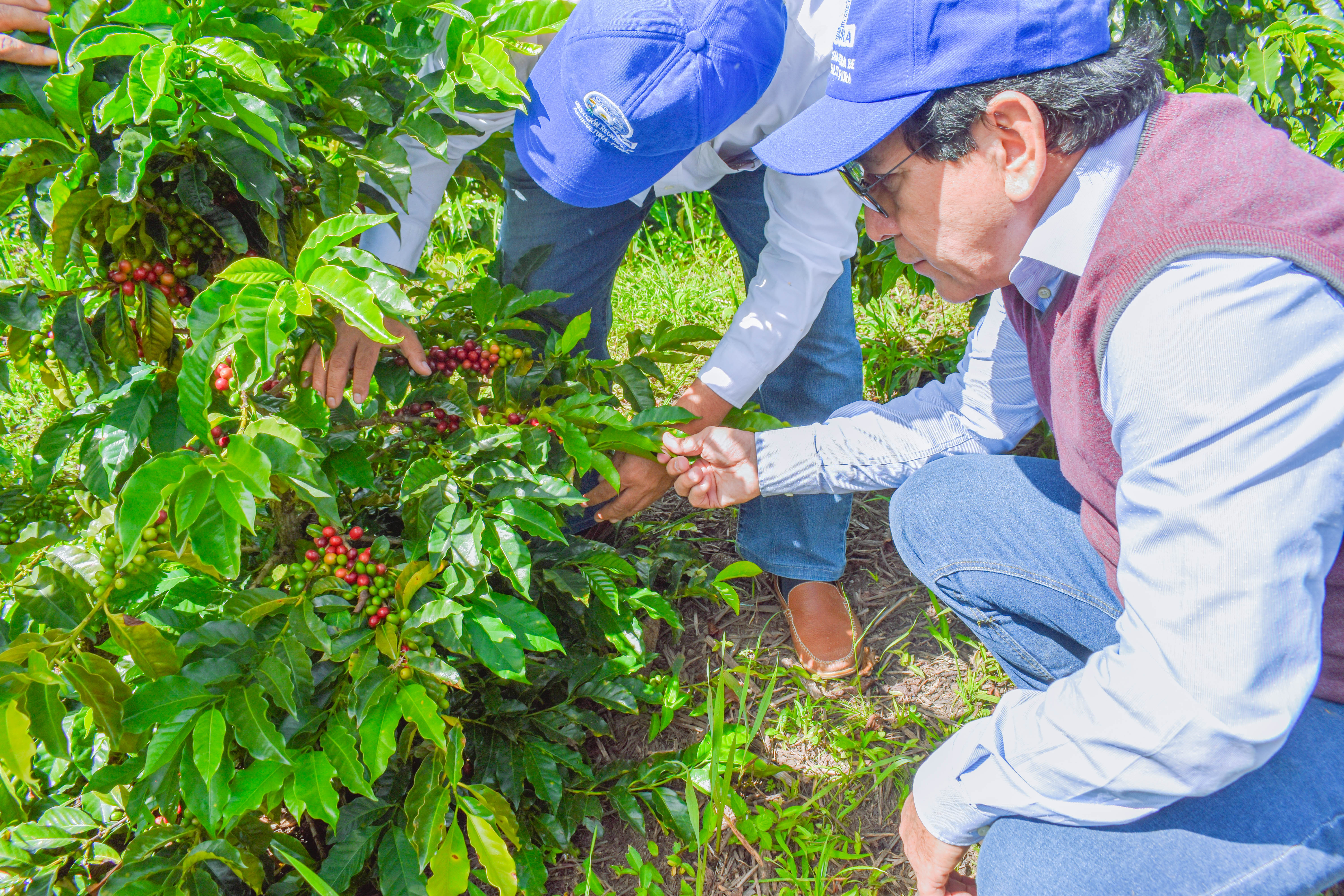 Cafetaleros de Sóndor se benefician con instalación de variedades mejoradas de café en sus parcelas