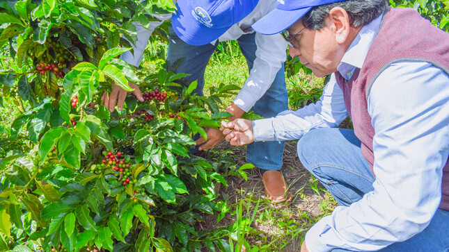 Cafetaleros de Sóndor se benefician con instalación de variedades mejoradas de café en sus parcelas