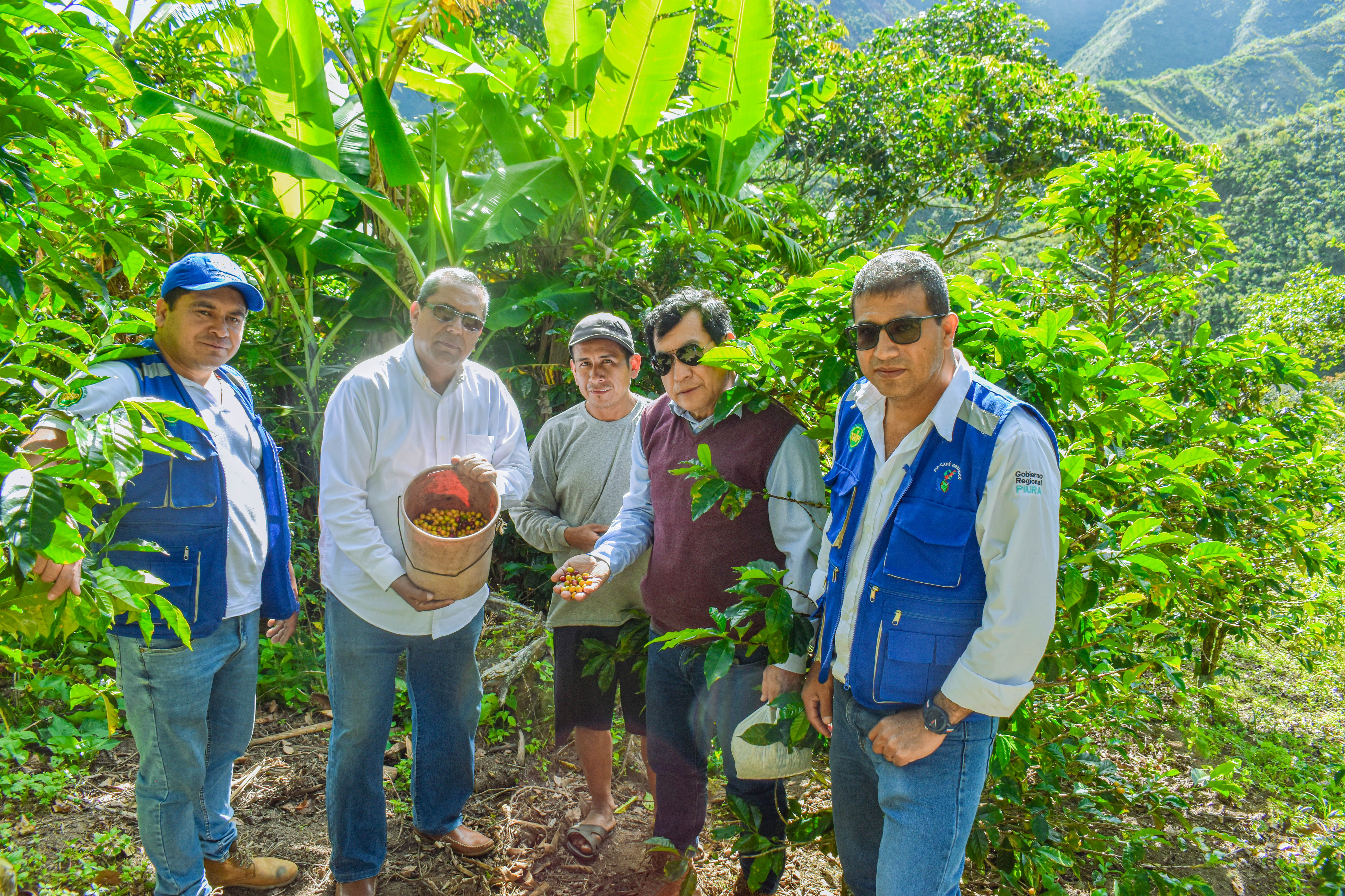 Cafetaleros de Sóndor se benefician con instalación de variedades mejoradas de café en sus parcelas