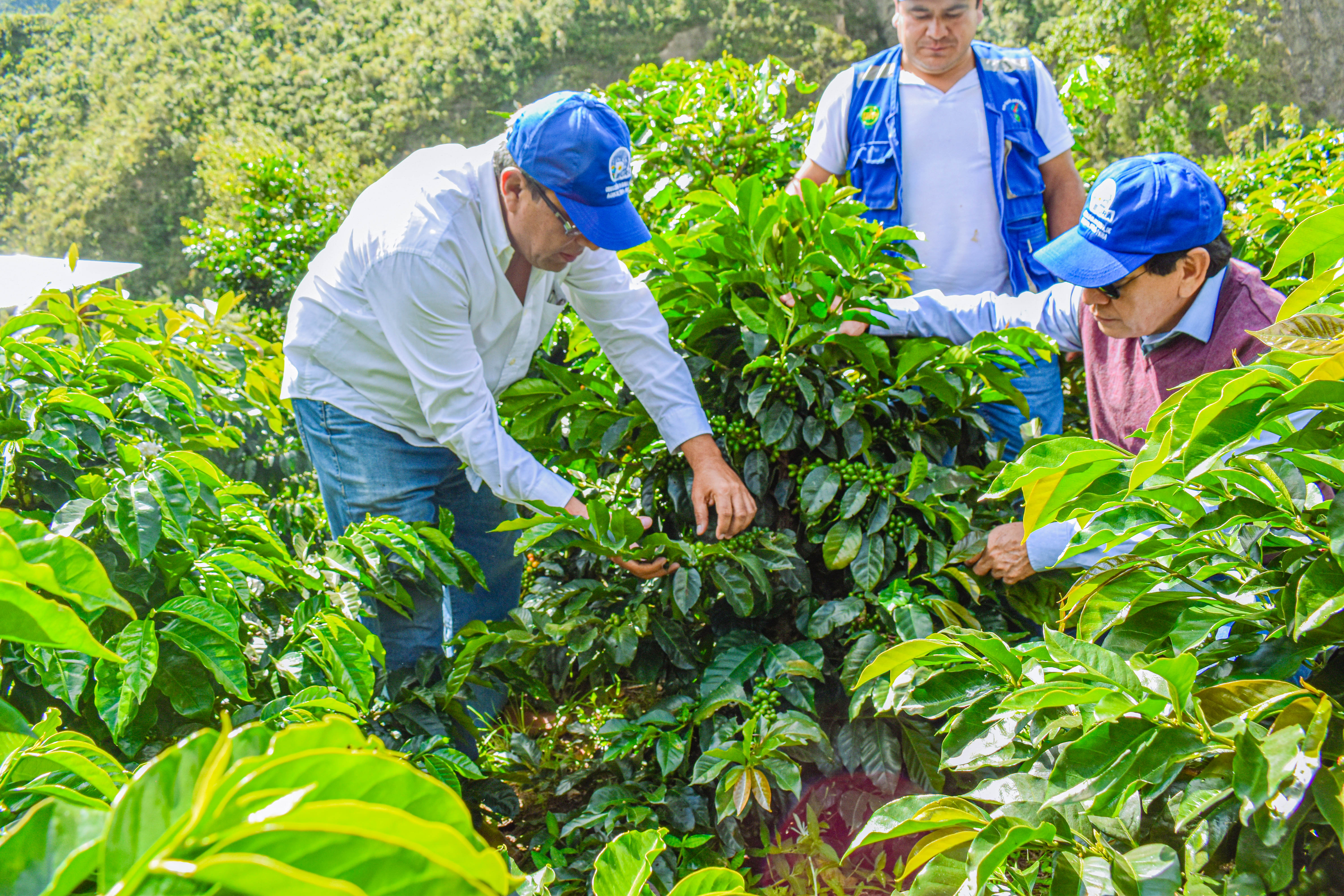 Cafetaleros de Sóndor se benefician con instalación de variedades mejoradas de café en sus parcelas