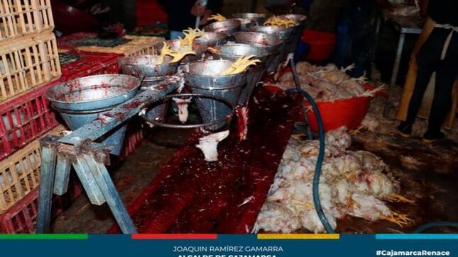 📌Dos camales clandestinos de pollos fueron clausurados en horas de la madruga por las autoridades municipales porque representan un peligro para la salud pública en nuestra ciudad.
🚨Las acciones de fiscalización estuvieron a cargo del área de Bromatología, Ejecución Coactiva y  Comercialización de la comuna local, además de la Fiscalía de Prevención del Delito y Senasa, quienes al inspeccionar el local ubicado en el pasaje Andagoto en el sector Las Torrecitas, constataron que se encontraba en malas condiciones de higiene y salubridad, puesto que el sacrificio de las aves se hacían en el piso, personal sin indumentaria, un mal manejo de aguas residuales, además de utilizar colorante para el pintado de los pollos. Asimismo, no contaba con licencia de funcionamiento y certificado de Defensa Civil, procediendo al cierre temporal por parte de los funcionarios de la municipalidad.
🚨En el local ubicado en el jirón Urubamba N° 270, barrio La Tulpuna, se encontró que el personal estaba sin indumentaria , ausencia de orden y limpieza en algunas áreas, además de no tener licencia de funcionamiento y certificado de Defensa Civil, por lo que las autoridades procedieron también a su clausura temporal.
✅Exhortamos a todos los empresarios a ser más responsables y a cuidar la salud de la población cajamarquina. 