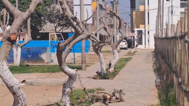 Buscan identificar a personas que talaron 21 árboles en parque de Trujillo para multarlos con 21.000 soles