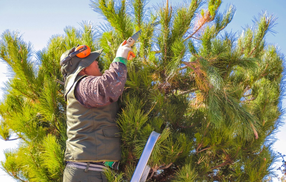 Se realiza el mantenimiento y limpieza de las áreas verdes en la bahía interior del lago Titicaca