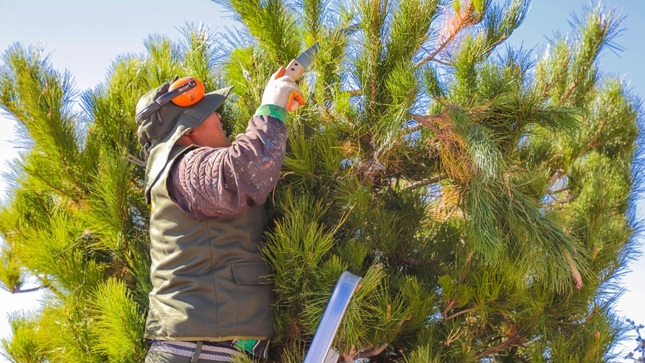 Se realiza el mantenimiento y limpieza de las áreas verdes en la bahía interior del lago Titicaca