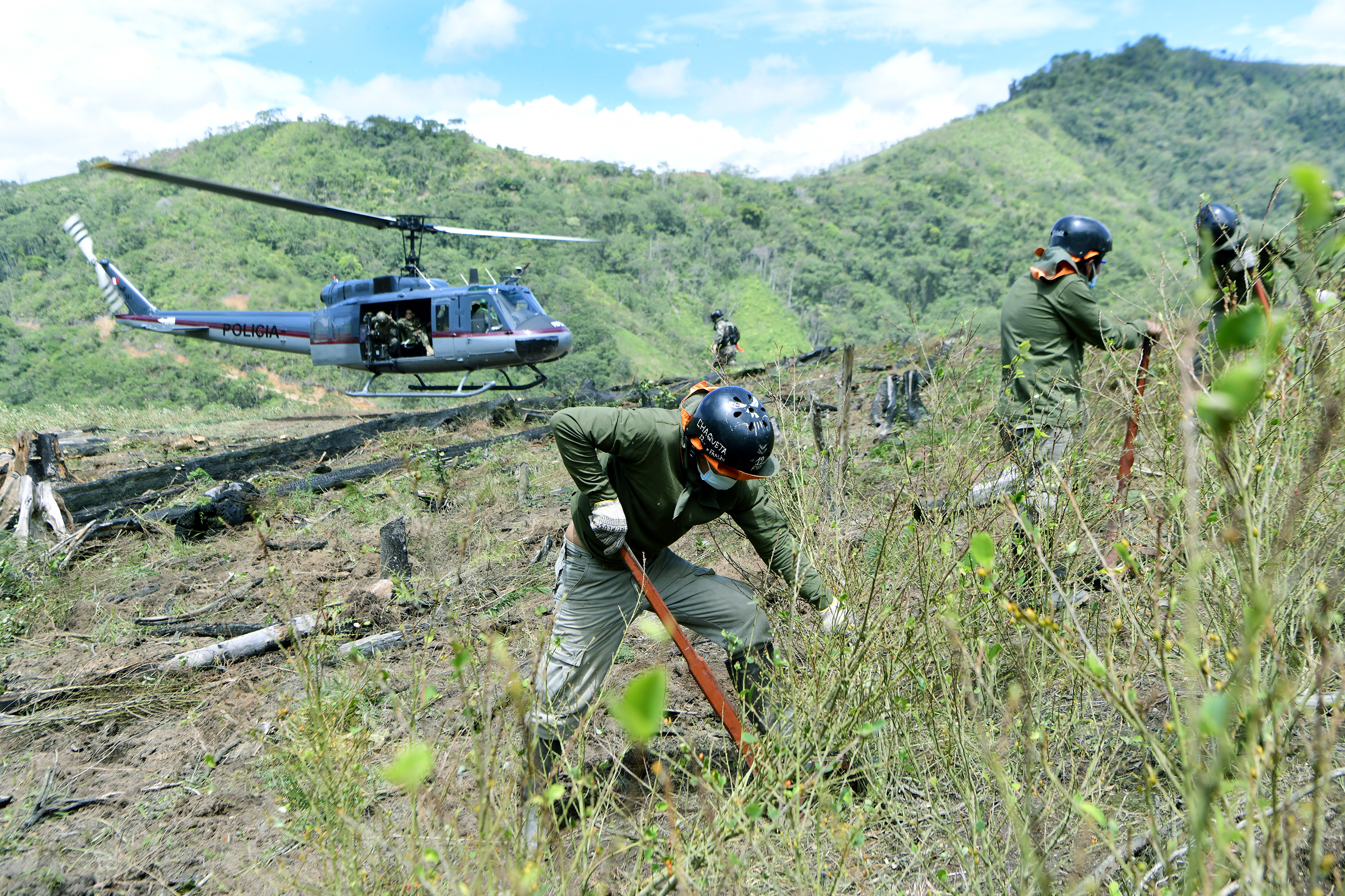 Erradican más de 6000 hectáreas de cultivos ilegales de hoja de coca en lo que va del 2024