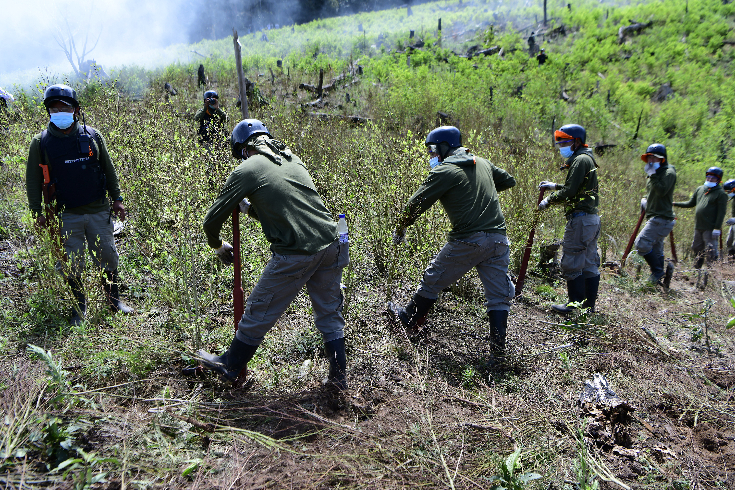 Erradican más de 6000 hectáreas de cultivos ilegales de hoja de coca en lo que va del 2024