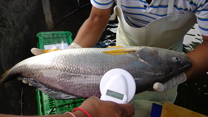 Corvina 2