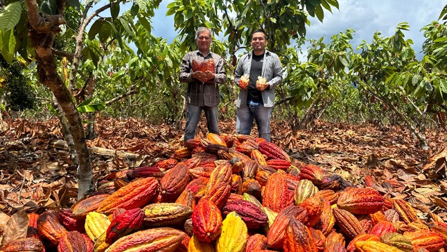 cacao