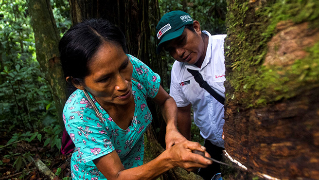 amazonas