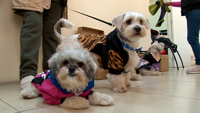 FOTO-1-DESFILE-CANINO