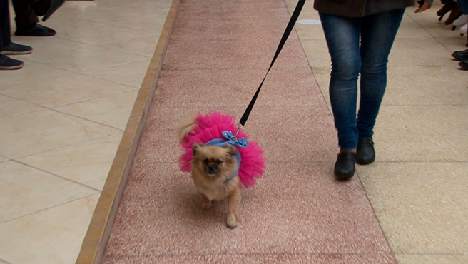 FOTO-2-DESFILE-CANINO