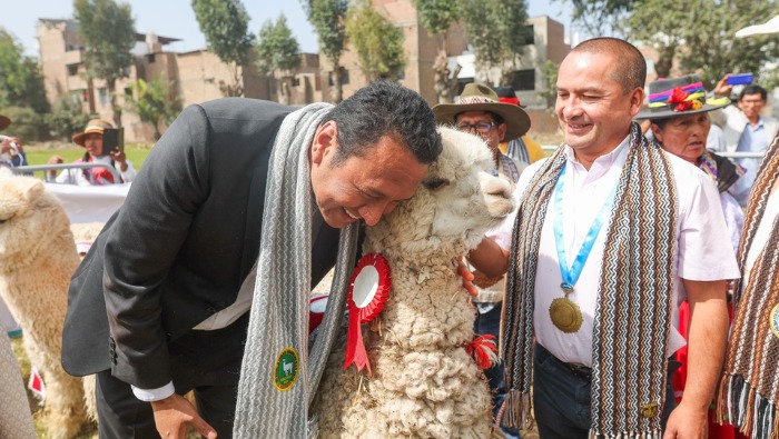Durante el lanzamiento también se entregó crédito de casi medio millón de soles para impulsar el trabajo que realizan los productores de camélidos de la región Arequipa.
