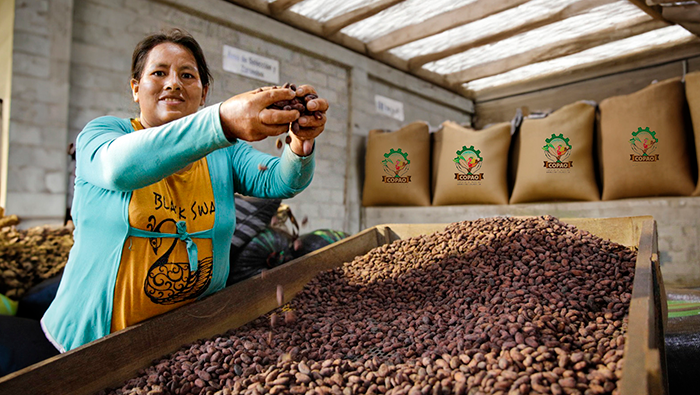 San Martín: Cooperativas asistidas por Devida destacan en el Concurso Regional de Cacao de Calidad 2024
