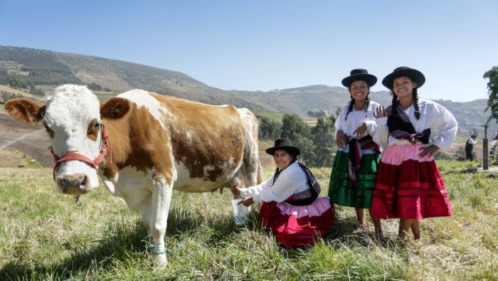 Intervención se despliega en 12 regiones del país; logrando beneficiar al pequeño y mediano productor, con ganado de mayor competitividad productiva para mercados nacionales e internacionales.