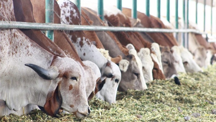 Intervención se despliega en 12 regiones del país; logrando beneficiar al pequeño y mediano productor, con ganado de mayor competitividad productiva para mercados nacionales e internacionales.