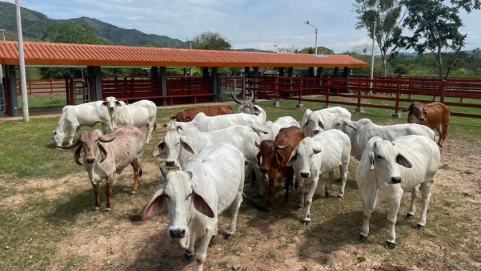 Intervención se despliega en 12 regiones del país; logrando beneficiar al pequeño y mediano productor, con ganado de mayor competitividad productiva para mercados nacionales e internacionales.