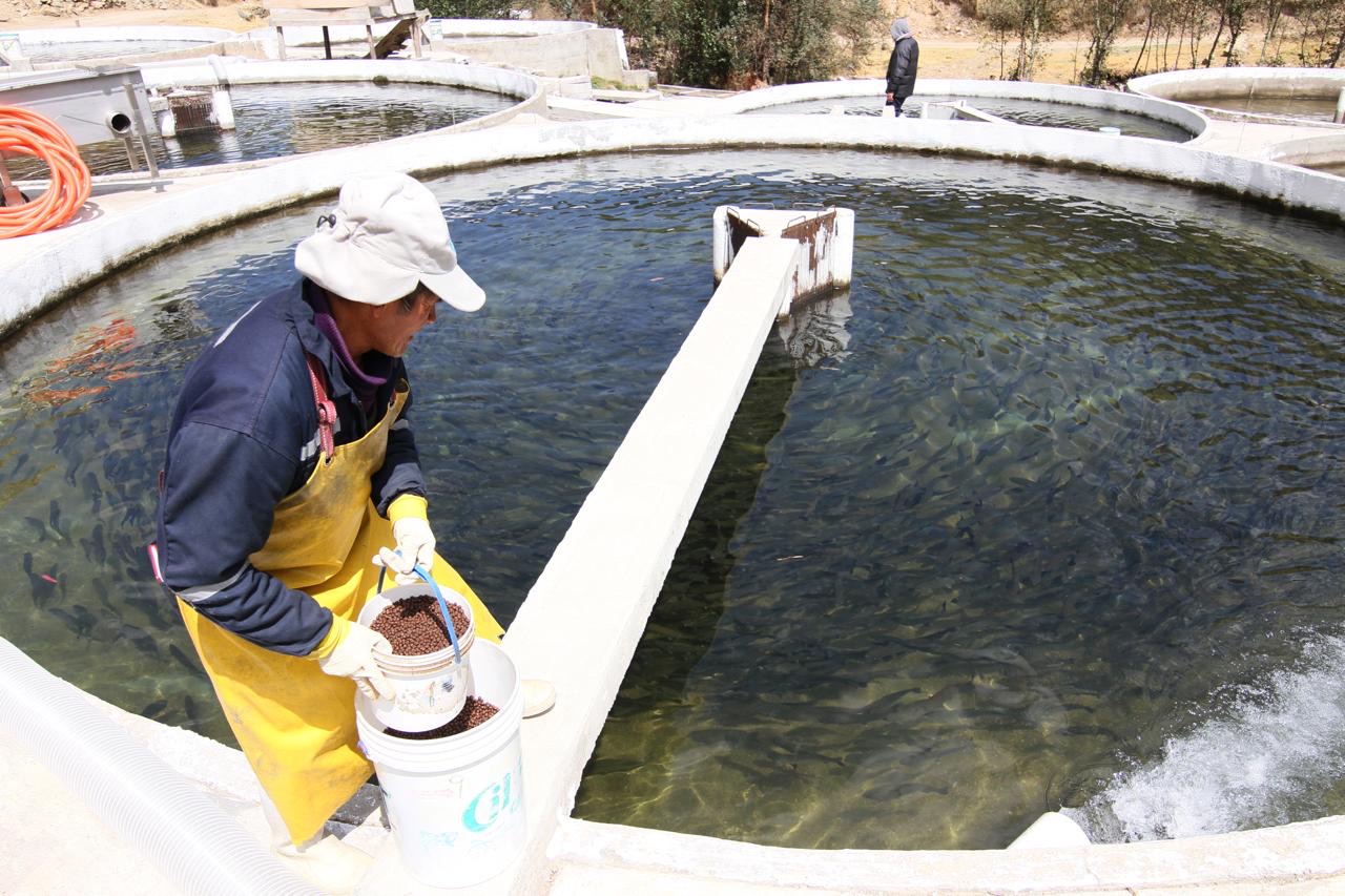 Modificación de este reglamento no afectará el normal abastecimiento y comercialización de los recursos y productos hidrobiológicos