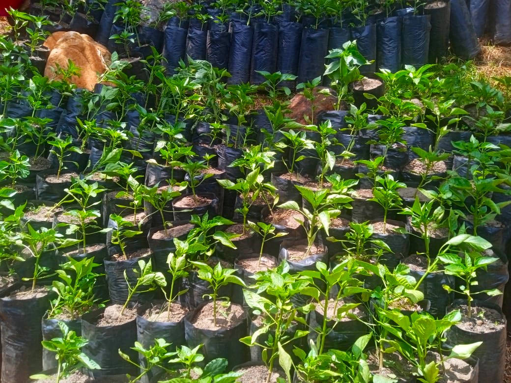 ¡Impulsando el desarrollo agrícola!