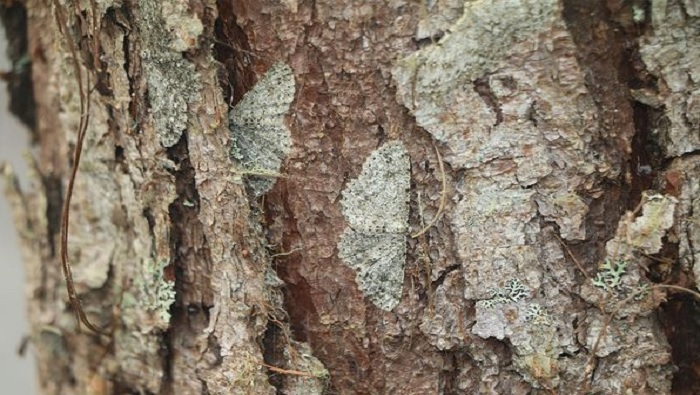PLAGA PINO 3