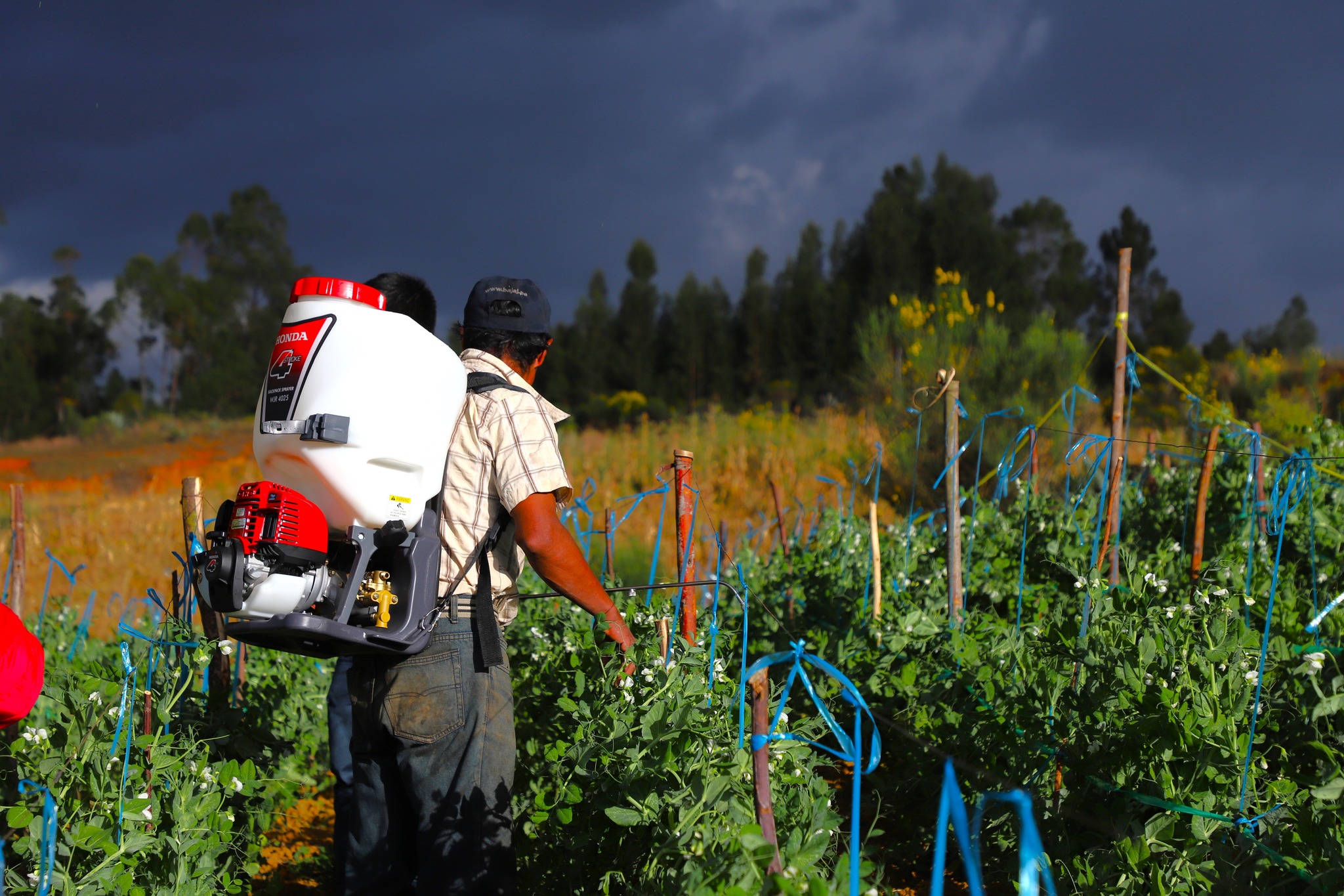 Potenciando capacidades agrícolas en Machacuay