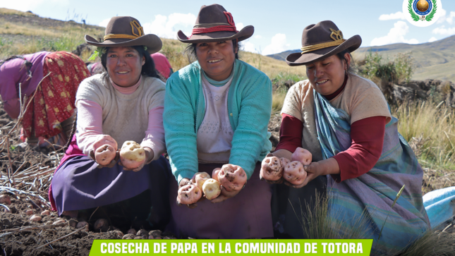 cosecha de papa
