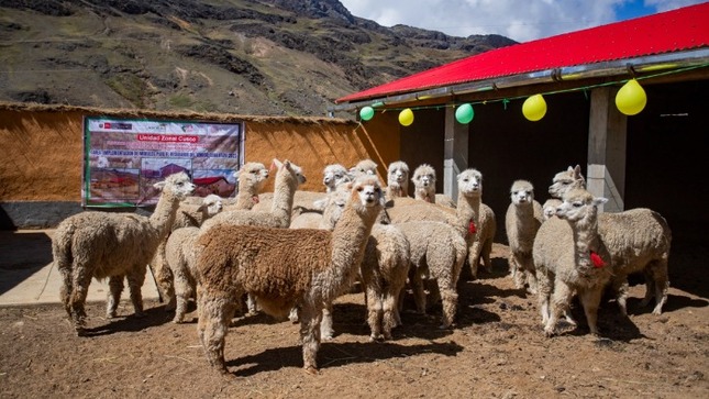 Más de 5 mil productores de zonas altoandinas se beneficiarán con cobertizos y fitotoldos que entregará el Gobierno