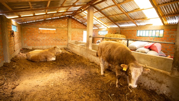 Más de 5 mil productores de zonas altoandinas se beneficiarán con cobertizos y fitotoldos que entregará el Gobierno