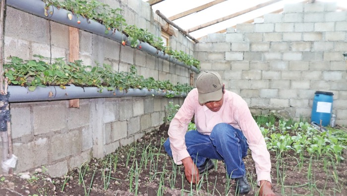 Más de 5 mil productores de zonas altoandinas se beneficiarán con cobertizos y fitotoldos que entregará el Gobierno