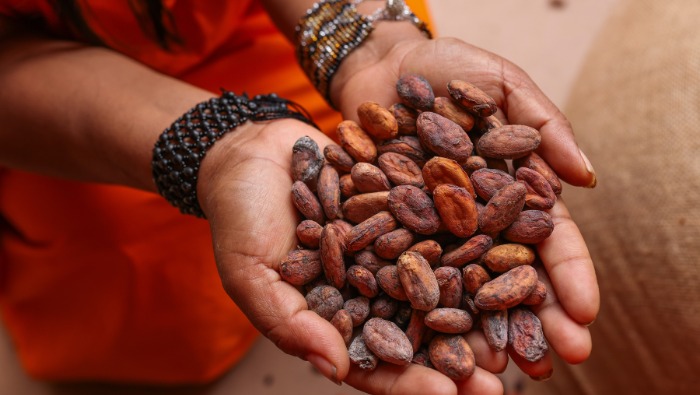 Gobierno logra que productores del VRAEM exporten 150 toneladas de cacao orgánico a Europa