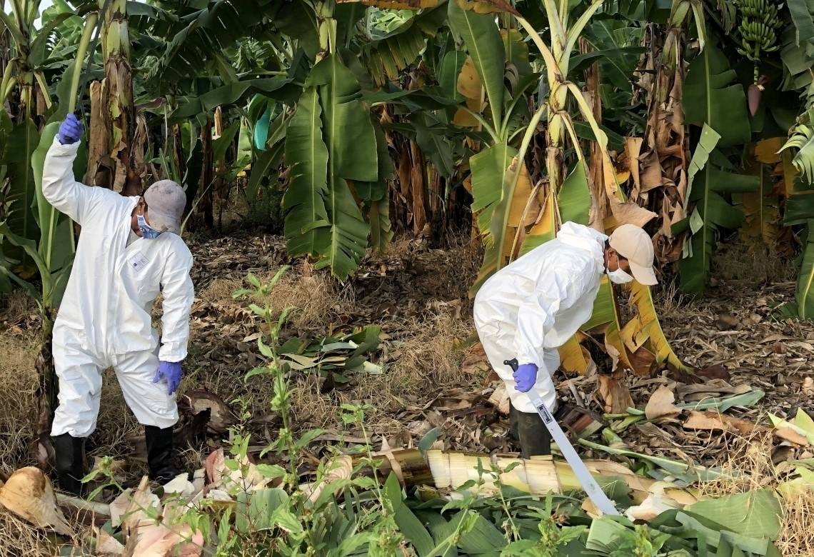 Gobierno Regional presenta propuesta para afrontar plaga que afecta al banano