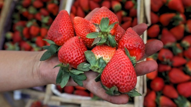  Hoy ofertas en vainita, haba, tomate, fresa, piña y naranja en el mercado mayorista