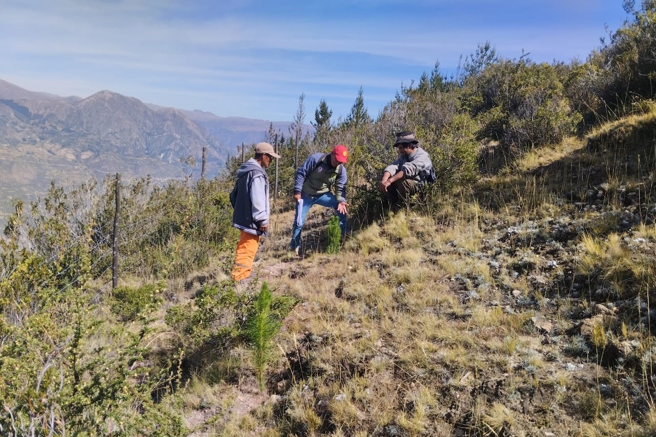 Proyecto Regulación Hídrica evalúa crecimiento de plantones de pino en zonas forestadas