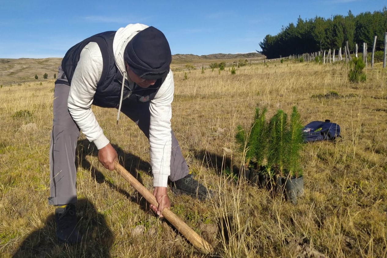 Proyecto Regulación Hídrica evalúa crecimiento de plantones de pino en zonas forestadas