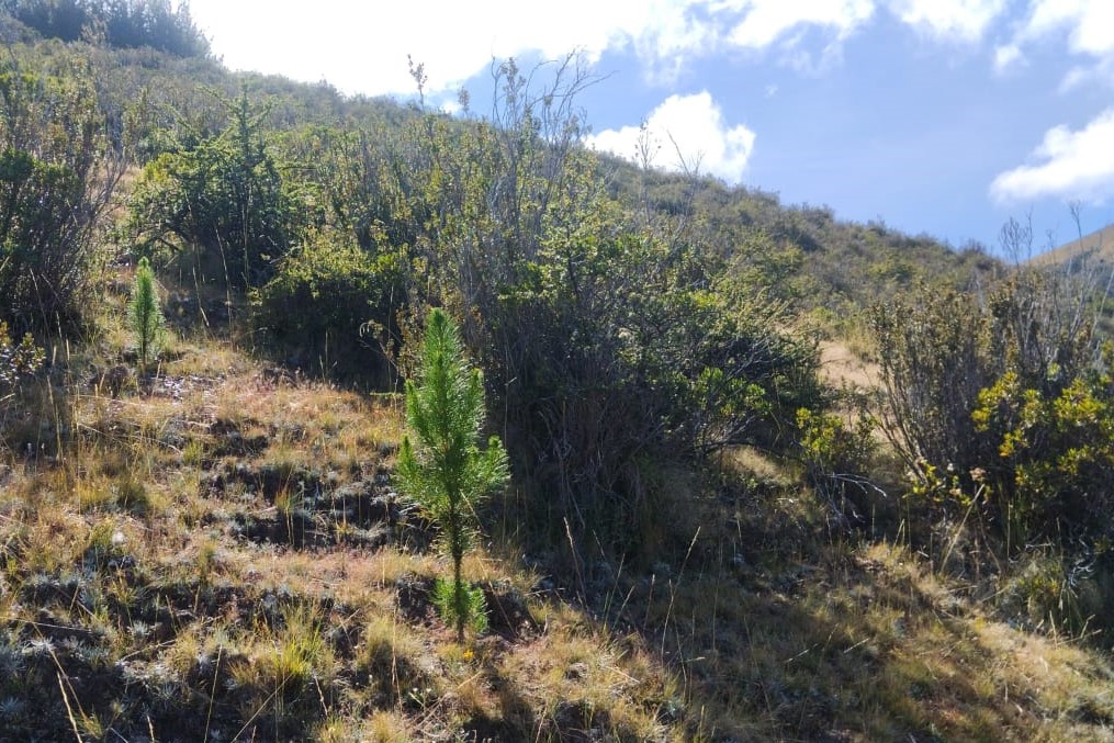 Proyecto Regulación Hídrica evalúa crecimiento de plantones de pino en zonas forestadas