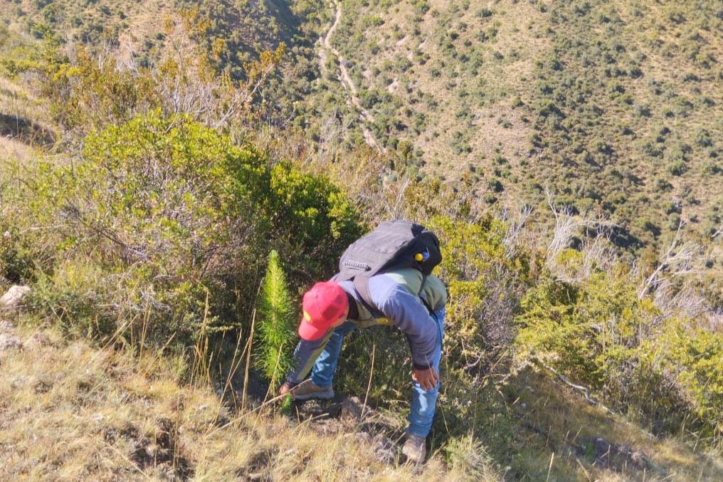 Proyecto Regulación Hídrica evalúa crecimiento de plantones de pino en zonas forestadas