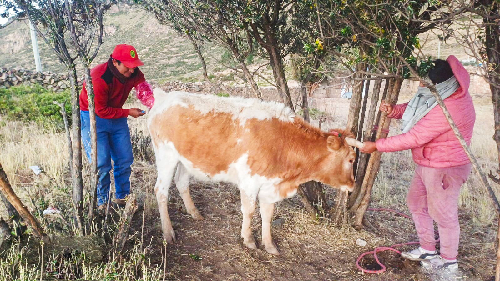 Avanza trabajos de inseminación artificial de ganado bovino en Lucanas