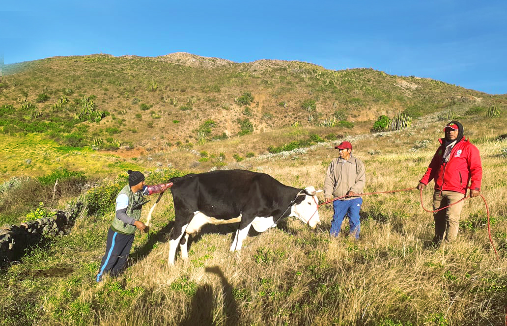 Avanza trabajos de inseminación artificial de ganado bovino en Lucanas