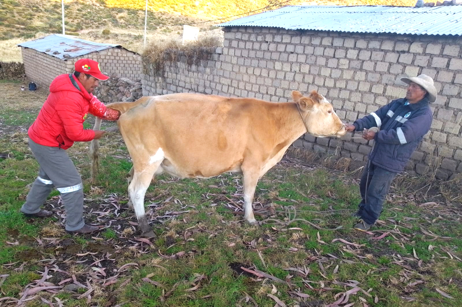 Avanza trabajos de inseminación artificial de ganado bovino en Lucanas