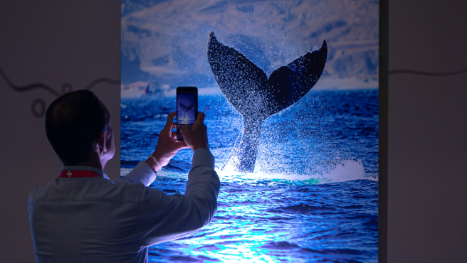 PROMPERÚ anuncia el inicio de la temporada de avistamiento de ballenas-1