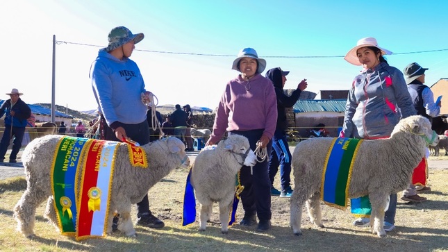 Se desarrolló XII Feria ganadera y artesanal FEGAP-2024 y el IV Remate al martillo en el centro poblado de Pichacani