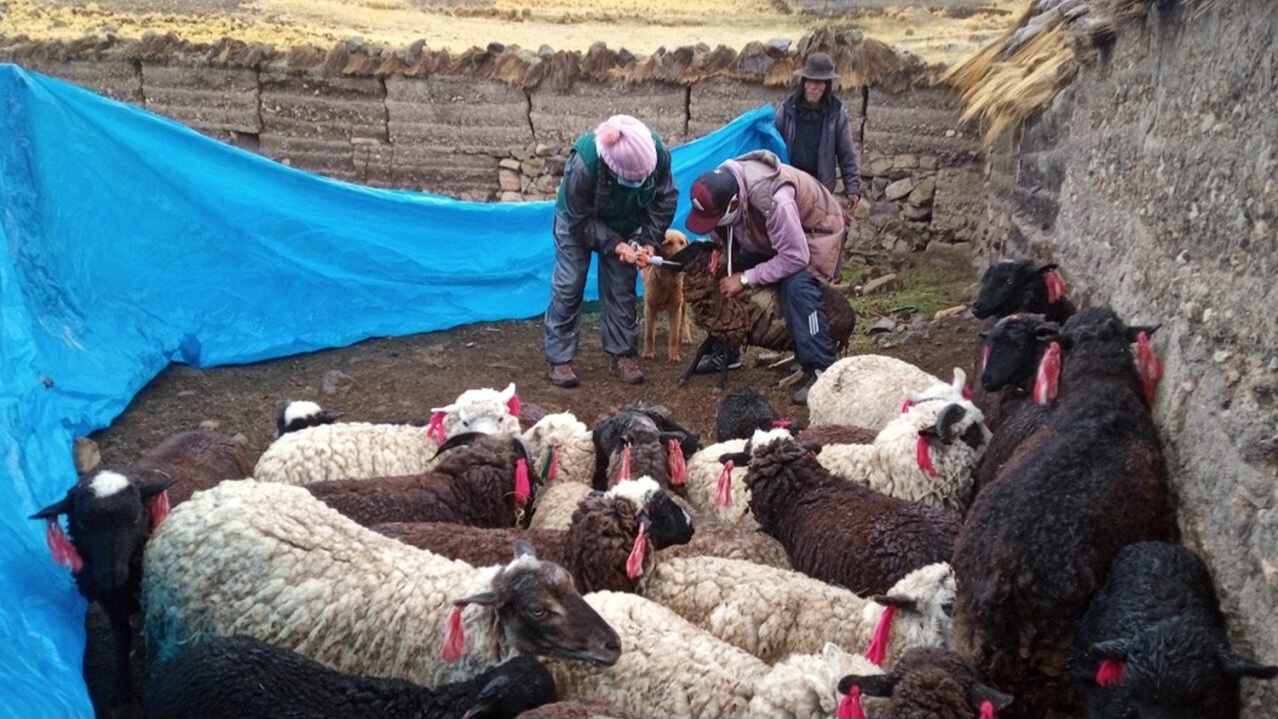 Perú se abriga