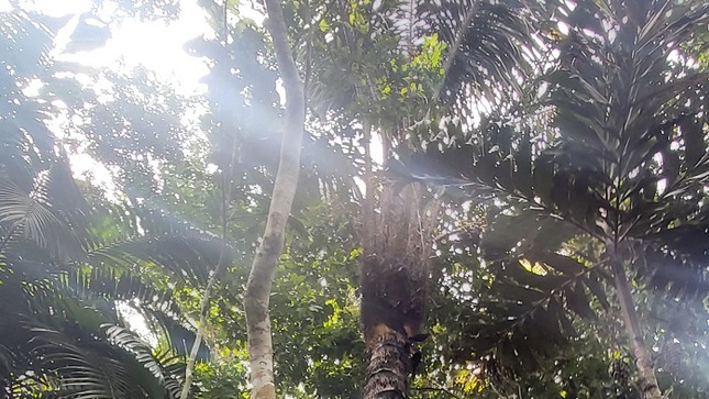 ACP Huella Verde