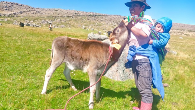 Lucanas continúa registrando el nacimiento de becerros por inseminación artificial 