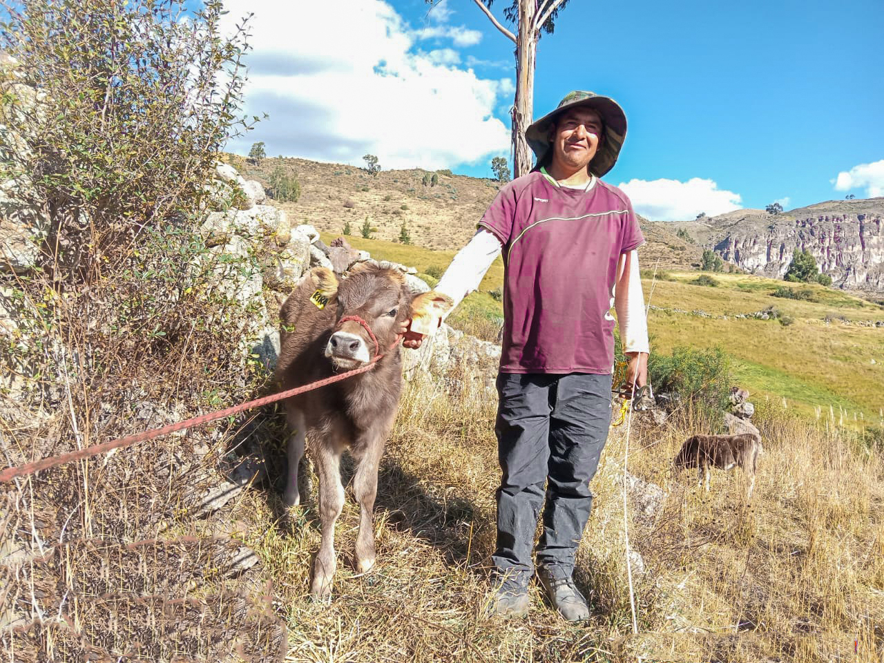 Lucanas continúa registrando el nacimiento de becerros por inseminación artificial 