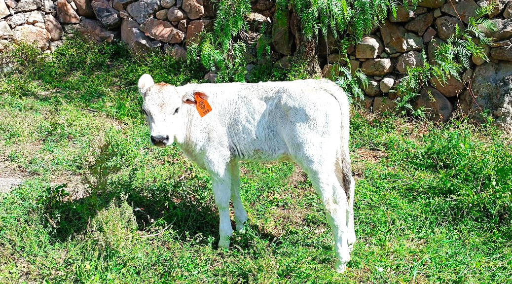 Lucanas continúa registrando el nacimiento de becerros por inseminación artificial 
